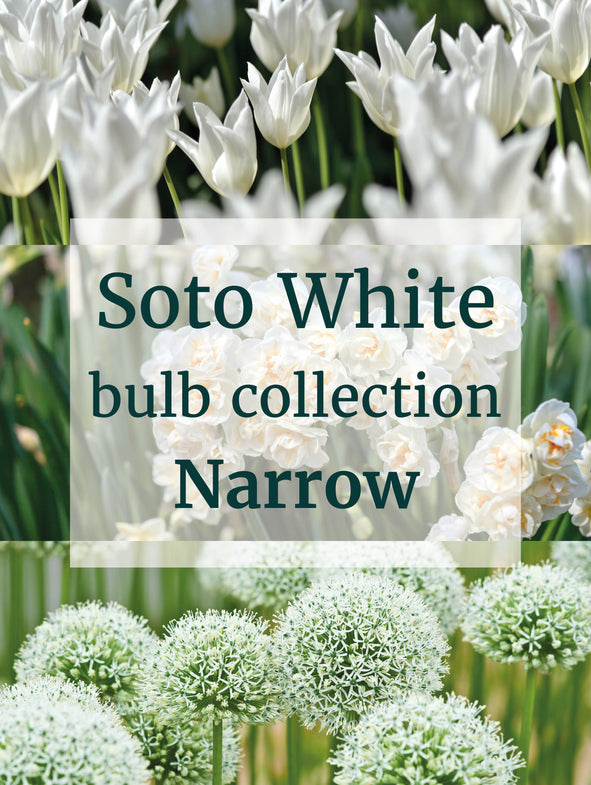 Soto White - Bulb Collection - Narrow